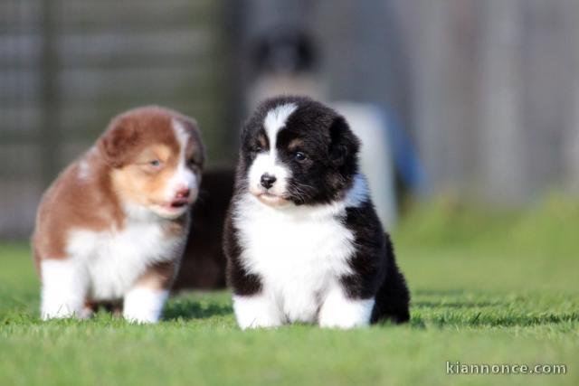 À donner chiot berger australien 