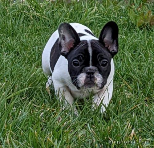 Je donne chiot bouledogue français mâle 