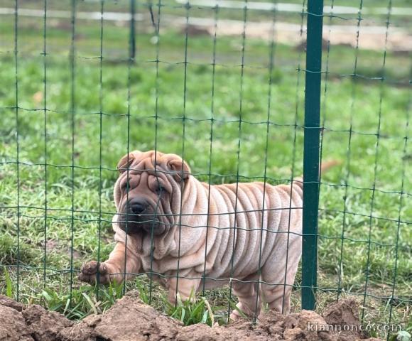 Magnifique chiot shar pei a donner contre bon soin 