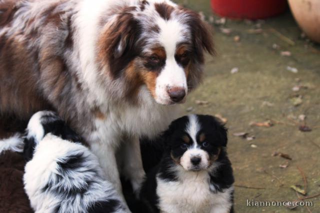 Chiot type berger australien disponible 