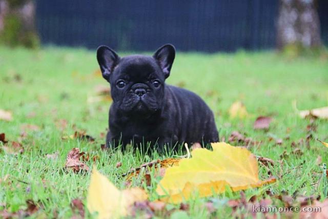Je donne chiot bouledogue français pour saillie 