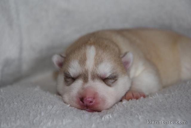 Je donne chiot berger allemand 