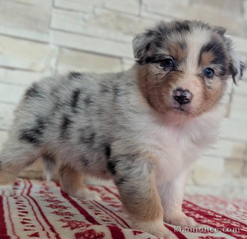 Chiot type berger allemand lof 