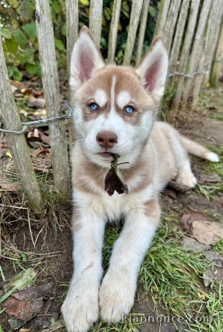 Chiot type husky sibérien adorable 