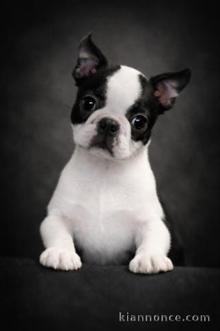 Chiot boston terrier A donner 