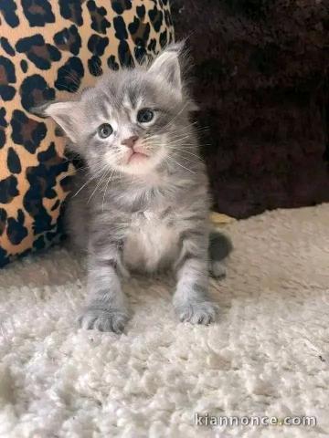 Je donne chaton maine coon 