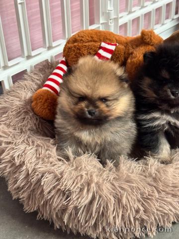 chiot spitz allemand race pure disponible 