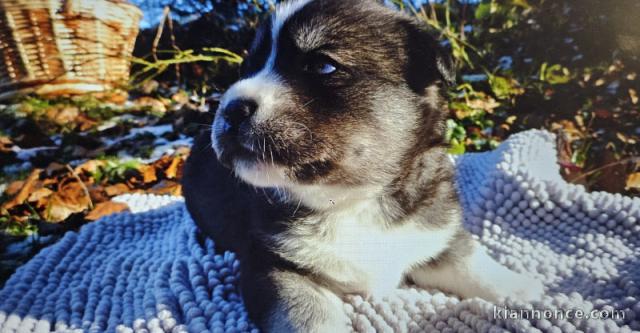 Bébé chiot type labrador retriever disponible 