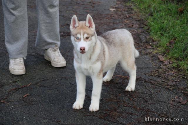 Je donne chiot husky sibérien mâle 