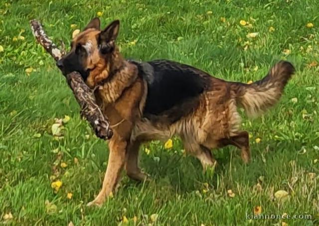 Je donne chiot berger allemand 