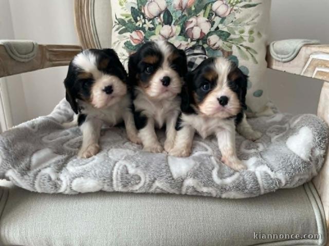 Je donne chiot cavalier king charle disponible 