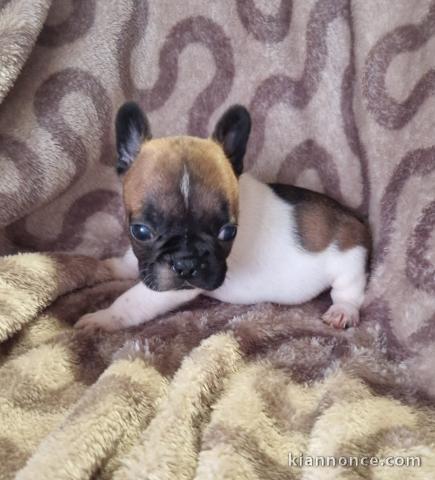 Chiot bouledogue français à donner 
