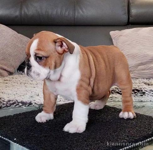 Chiot bulldog anglais mâle a donner 