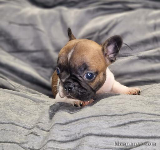 Bébé chiot bouledogue français 