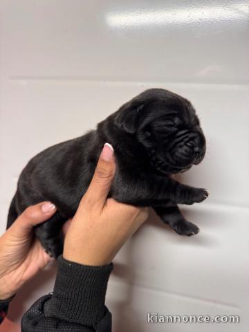 Dons bébé chiot Cane Corso disponible 