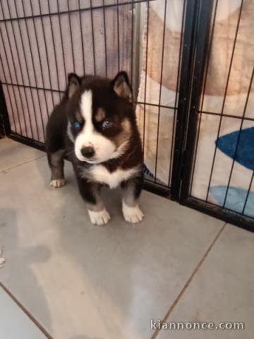 Je donne chiot disponible 