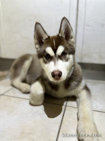 Bébé chiot husky sibérien adorable 