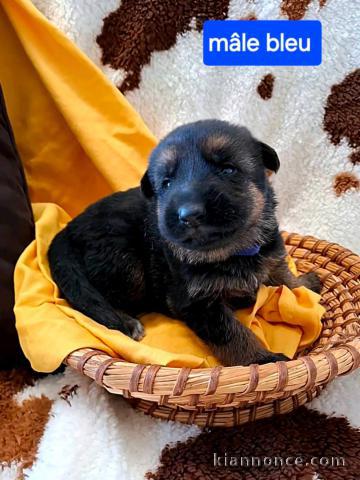 Magnifique chiot berger allemand 