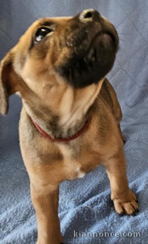 Annonce chiot staffie disponible 