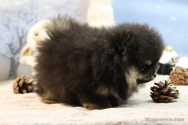 Magnifique chiot spitz allemand disponible 