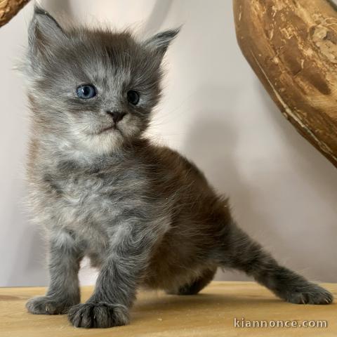 magnifique chaton maine coon mâle 