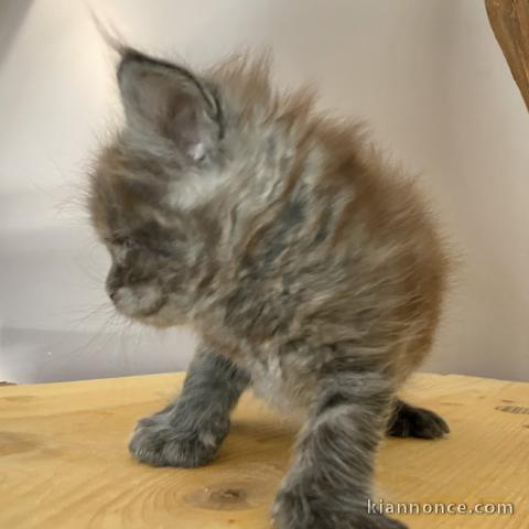 je donne chaton Maine coon 