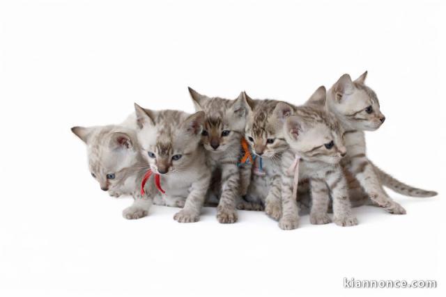 Adoption chaton Bengal disponible 