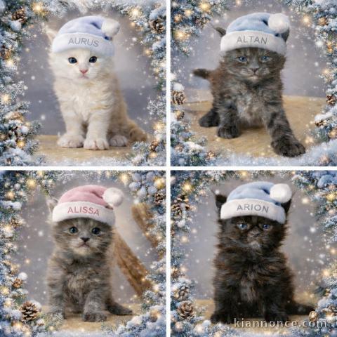 adoption chaton maine coon 