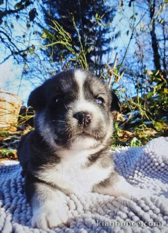 je donne chiot labrador retriever disponible 