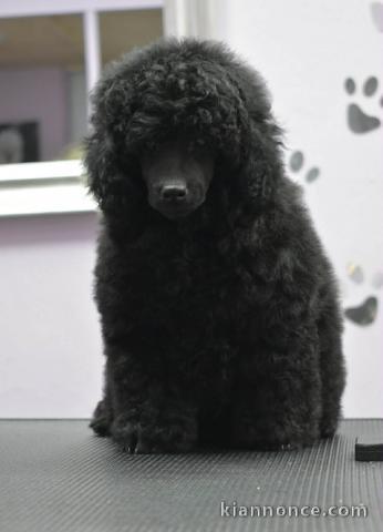 Caniche nain – chiot mâle