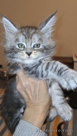 bébé chaton maine coon mâle a donner 