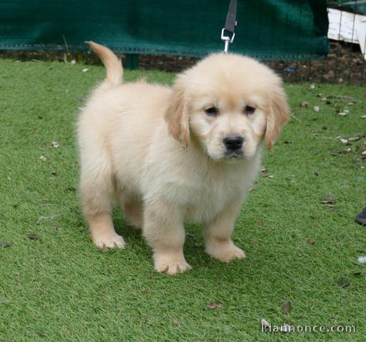 adorable chiot golden retriever mâle a donner 