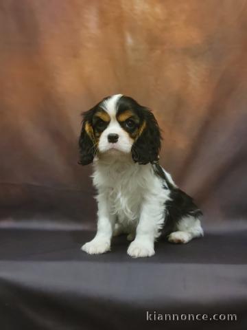 je donne chiot cavalier king charle femelle 