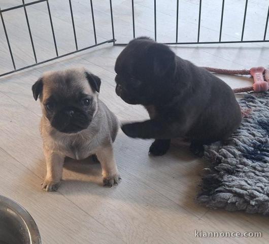 je donne chiot carlin disponible 