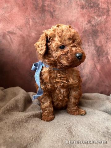 Bébé chiot caniche a donner 