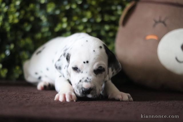 Bébé chiot dalmatien a donner 