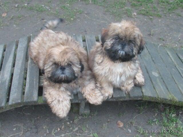 Je donne chiot Shih Tzu lof 