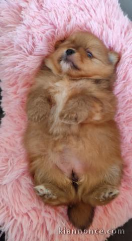 À adopter chiot Spitz allemand 