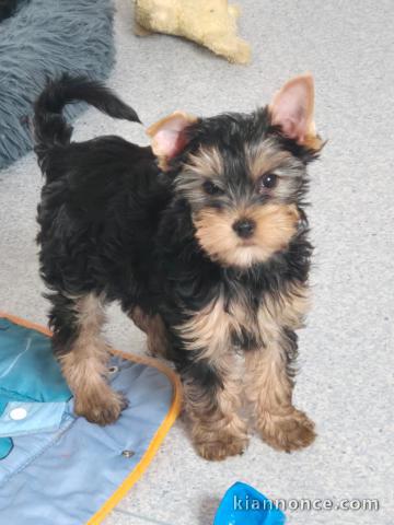 Adorable chiot Yorkshire 