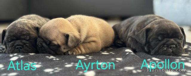 Adorable chiot bouledogue français 