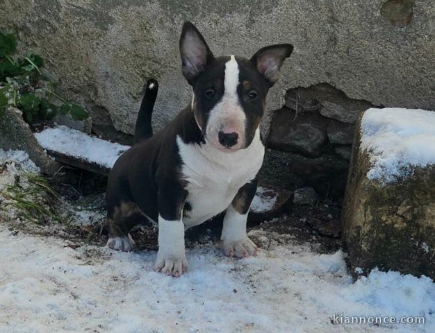 À adopter chiot bull terrier femelle a donner 