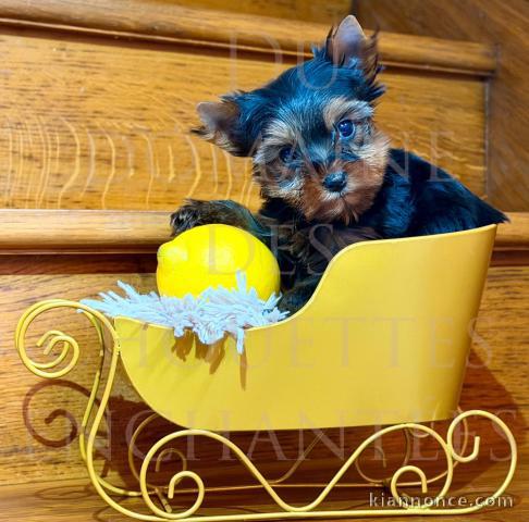 Chiot Yorkshire terrier femelle a donner 