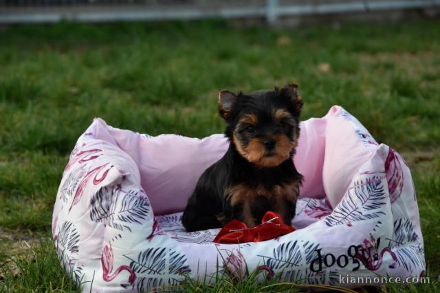 je donne chiot Yorkshire terrier femelle 