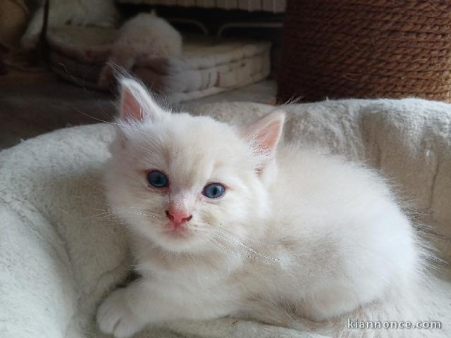 je donne mon chaton ragdoll femelle 