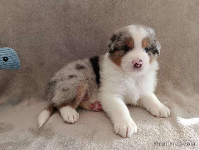 Dons chiot berger australien mâle 