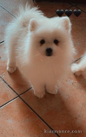 chiot type spitz adorable 