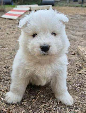 bébé chiot samoyède a donner 