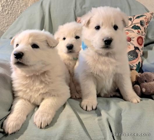 à adopter chiot berger blanc suisse disponible 