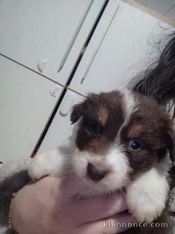 Je donne chiot berger australien 