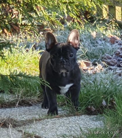 Bébé chiot bouledogue français à donner 